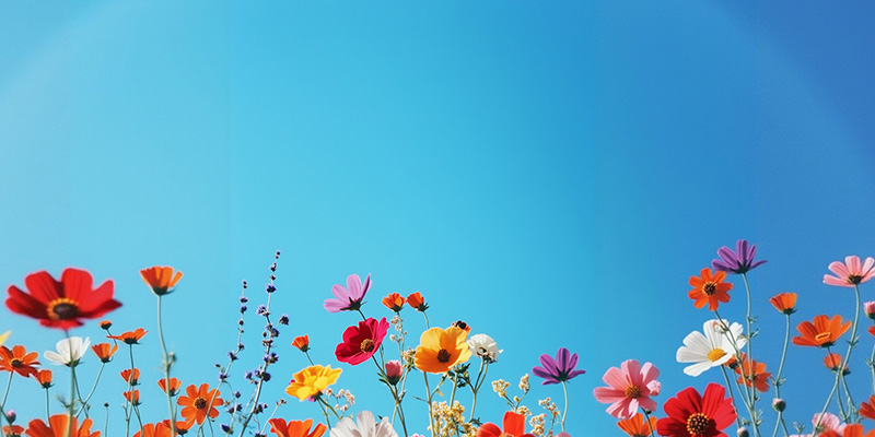 Fiori di campo colorati che sbocciano sotto un cielo azzurro e limpido.