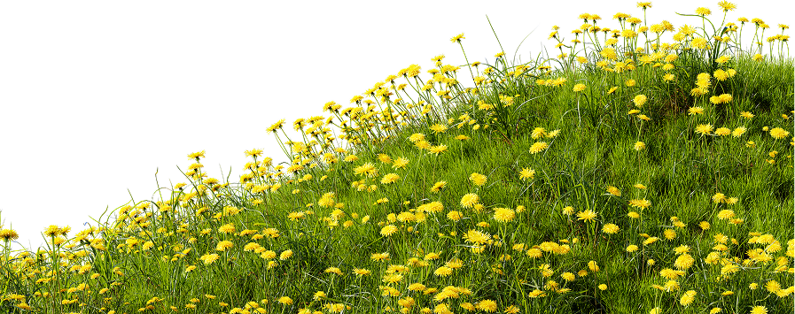 Collina verde ricoperta di numerosi fiori di tarassaco gialli su sfondo nero.