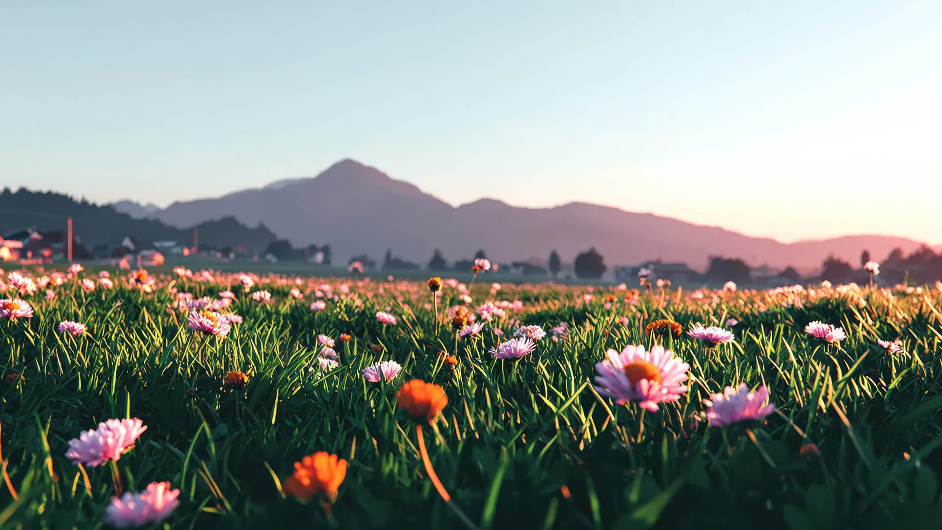 Campo di fiori rosa e arancioni con erba sotto un cielo limpido e la sagoma di una montagna sullo sfondo al tramonto.
